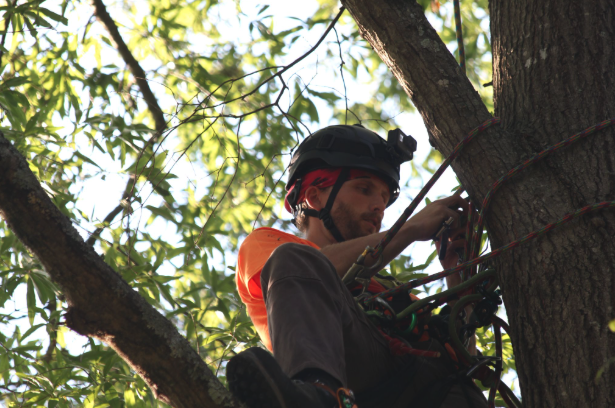 Flora Forever arborist field work