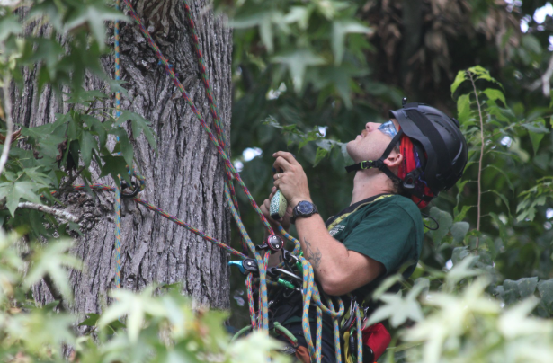 Flora Forever arborist field work