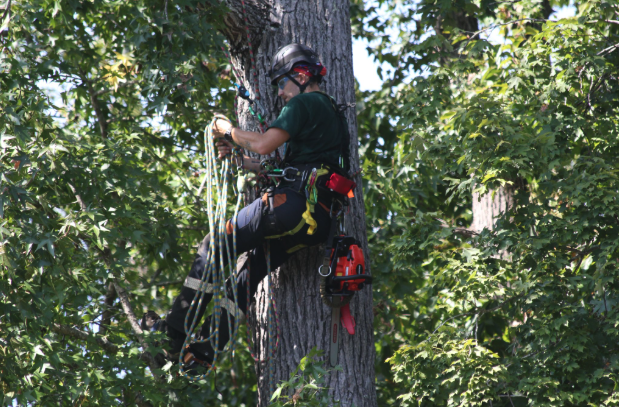 Flora Forever arborist field work