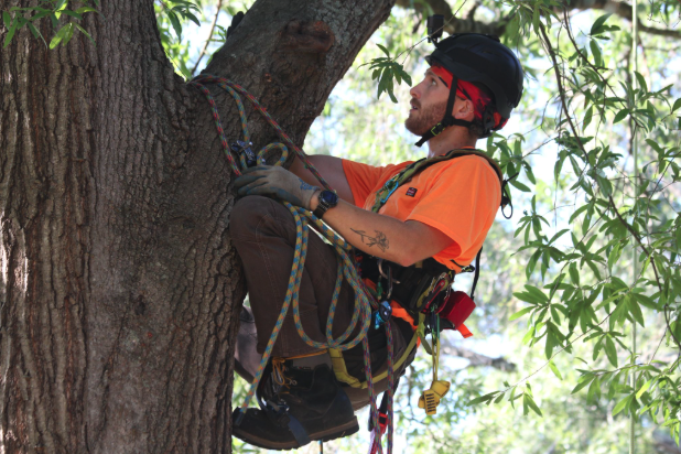 Arborist climbing and working in a tree