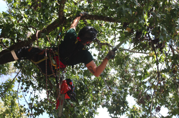 Arborist pruning branches while secured in the canopy