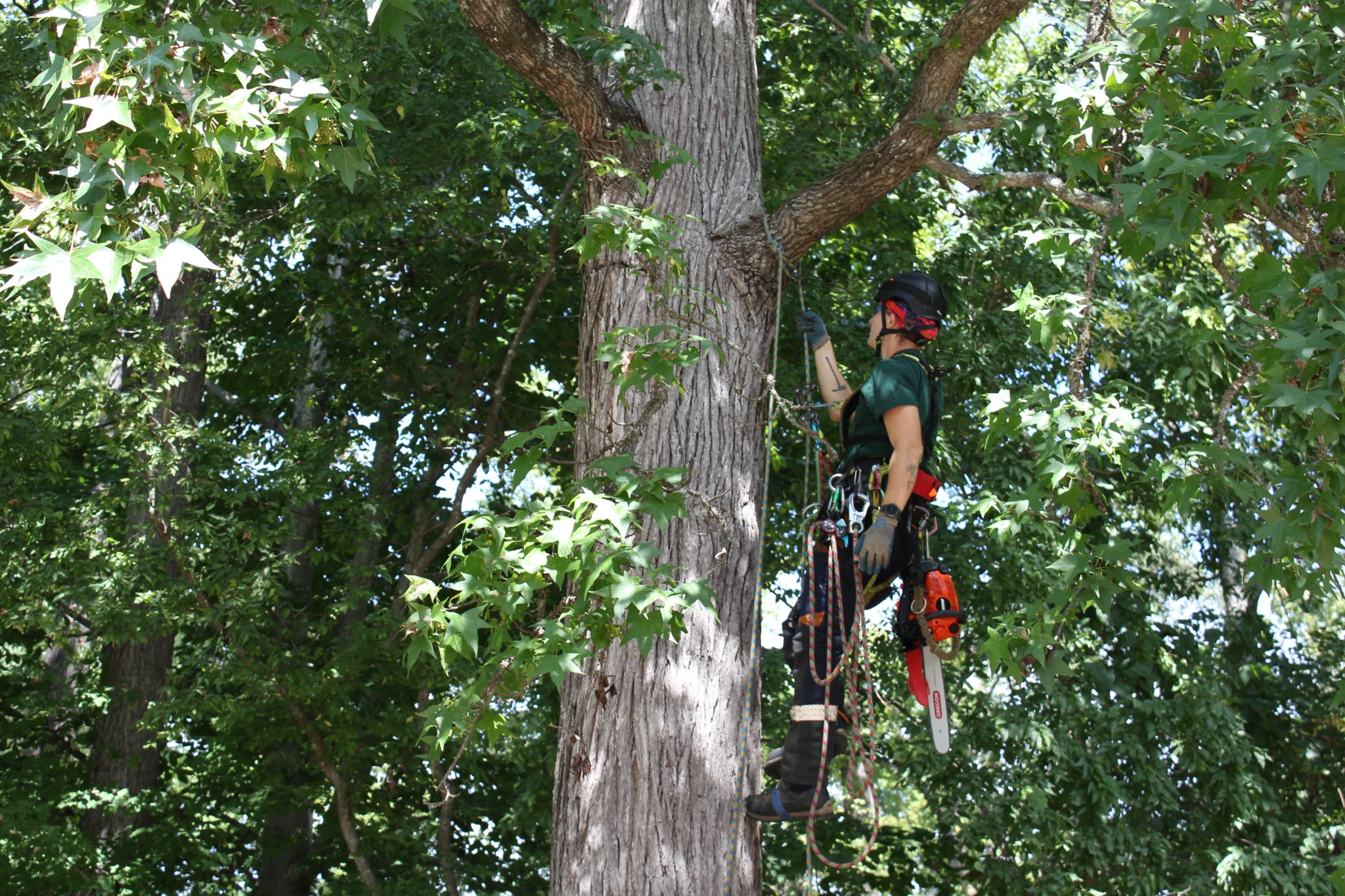 Arborist standing beside completed tree work